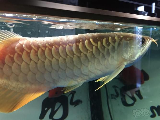 龍魚(yú)鱗片白點(diǎn)圖片大全