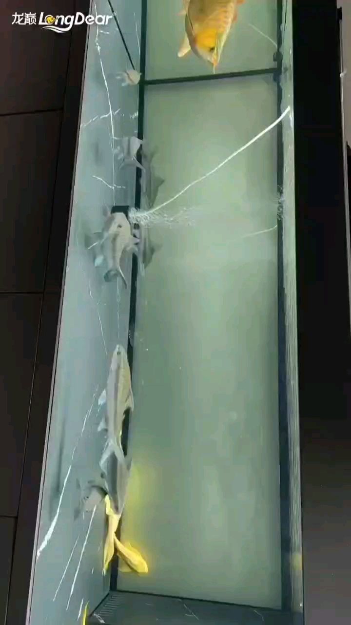 轉發938