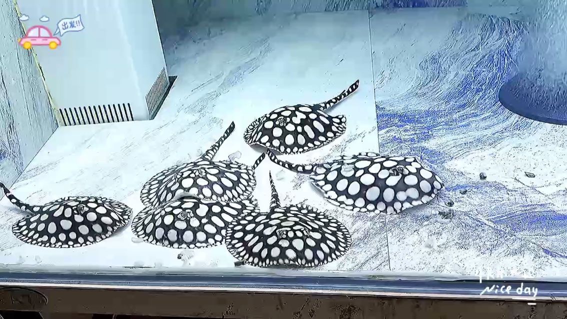 今天的快樂：喂魚五分鐘，開心兩小時。???