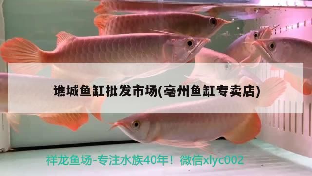 譙城魚缸批發市場(<strong><mark>亳州</mark></strong>魚缸專賣店)