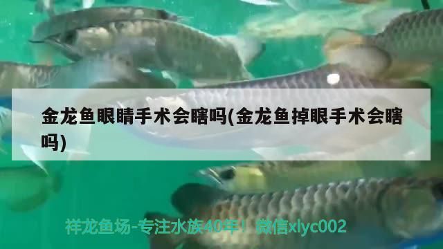 金龍魚眼睛手術會瞎嗎(金龍魚掉眼手術會瞎嗎)