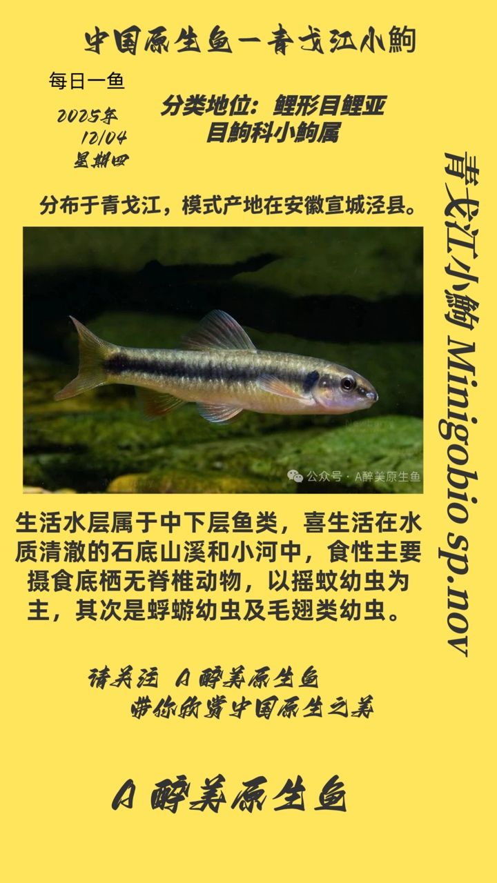 青戈江小鮈