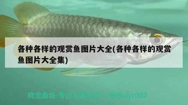 各種各樣的觀賞魚圖片大全(各種各樣的觀賞魚圖片大全集)
