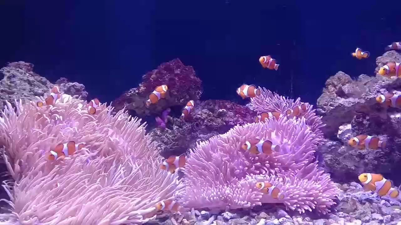 龍魚鰓水泡會傳染嗎？