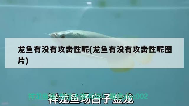 龍魚有沒有攻擊性呢(龍魚有沒有攻擊性呢圖片)