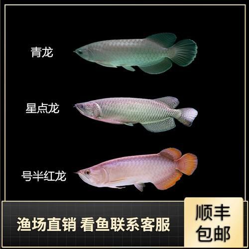 小龍魚有哪些常見的品種？