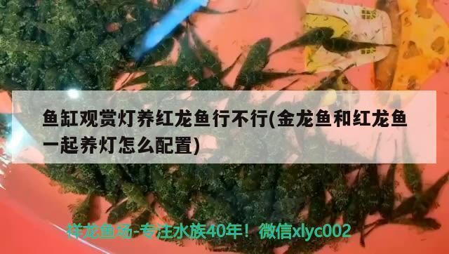 遼寧水族批發市場地址（遼寧省淡水魚批發市場）