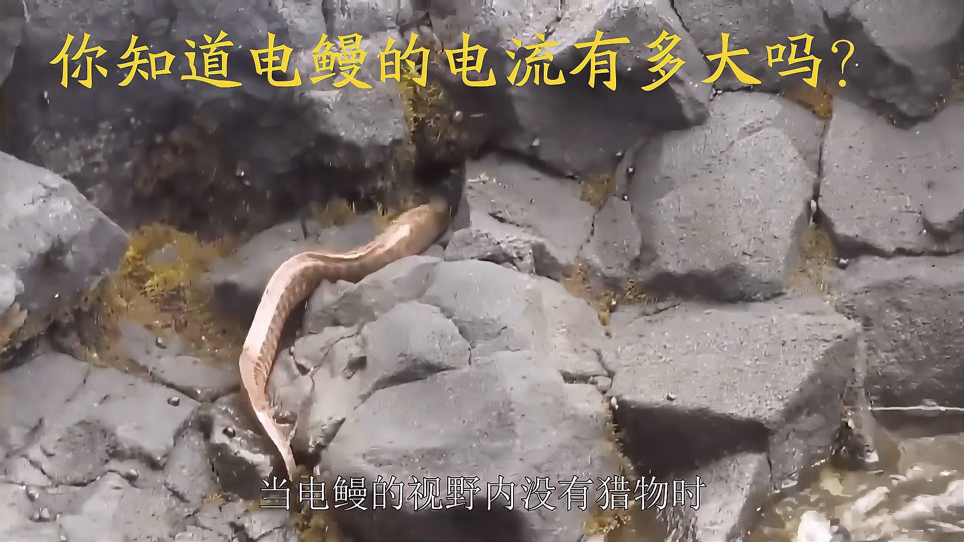 中國(guó)十大電鰻排名表