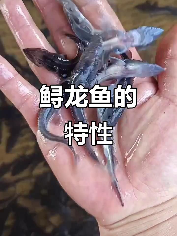 吃的龍魚是什么魚