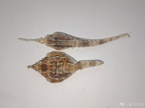 吃的龍魚是什么魚