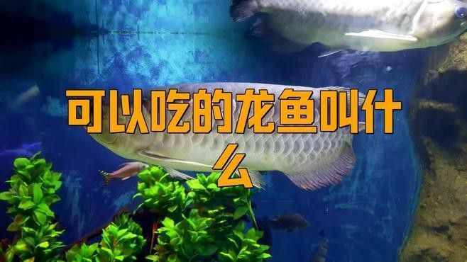 吃的龍魚是什么魚
