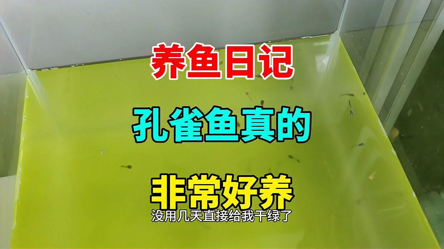 孔雀魚苗需要多大的缸？ 孔雀魚苗需要多大的缸？ 龍魚百科