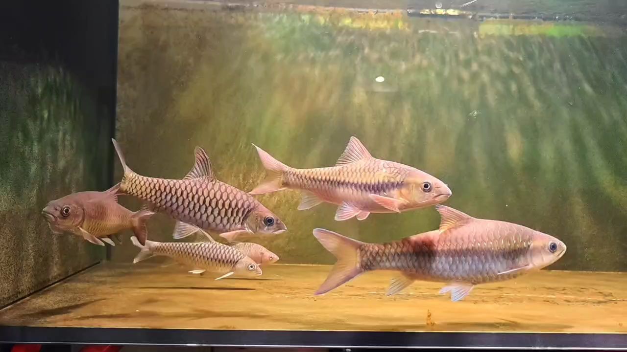 吉羅 吉羅 龍魚論壇