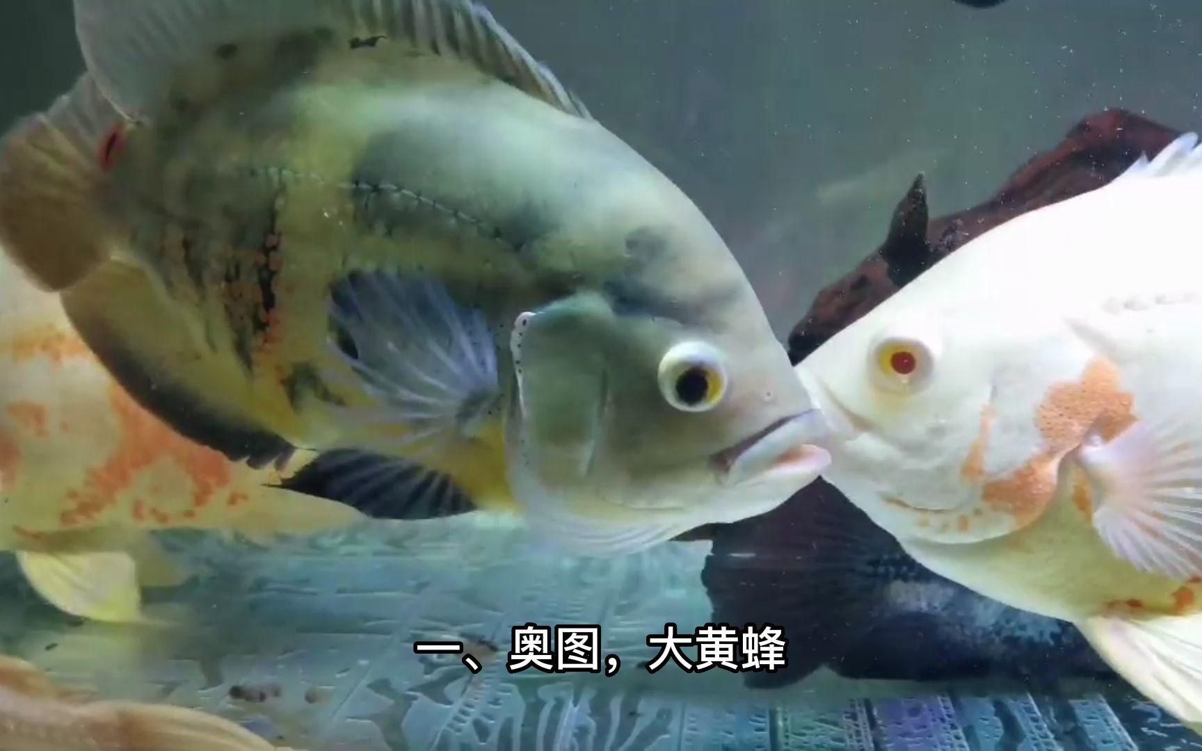 如何鑒別觀賞魚的品種？