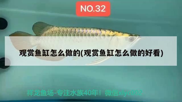 觀賞魚缸怎么做的(觀賞魚缸怎么做的好看)