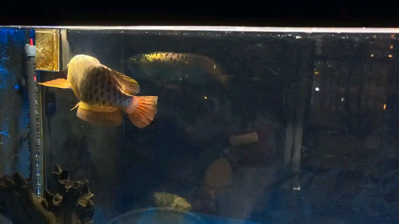 快5歲啦