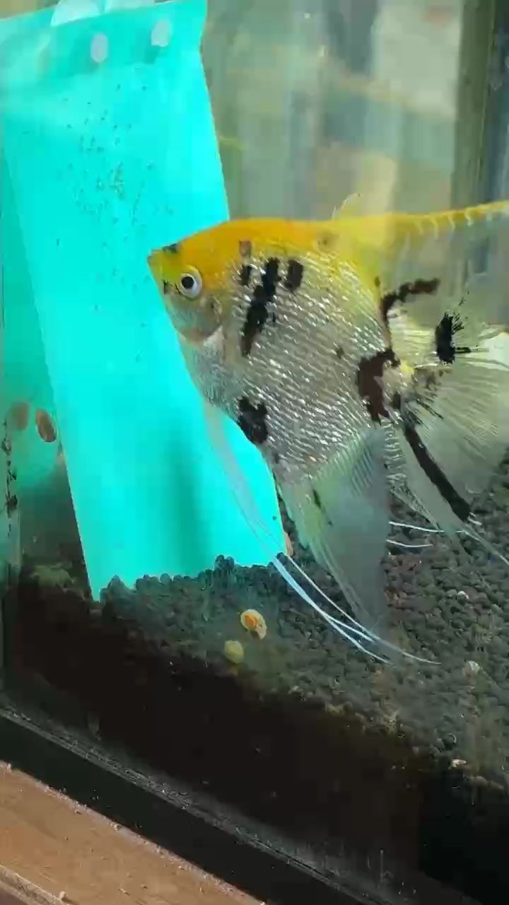 撫育