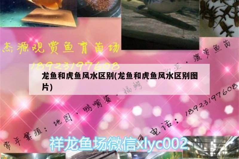 龍魚和虎魚風水區別(龍魚和虎魚風水區別圖片)