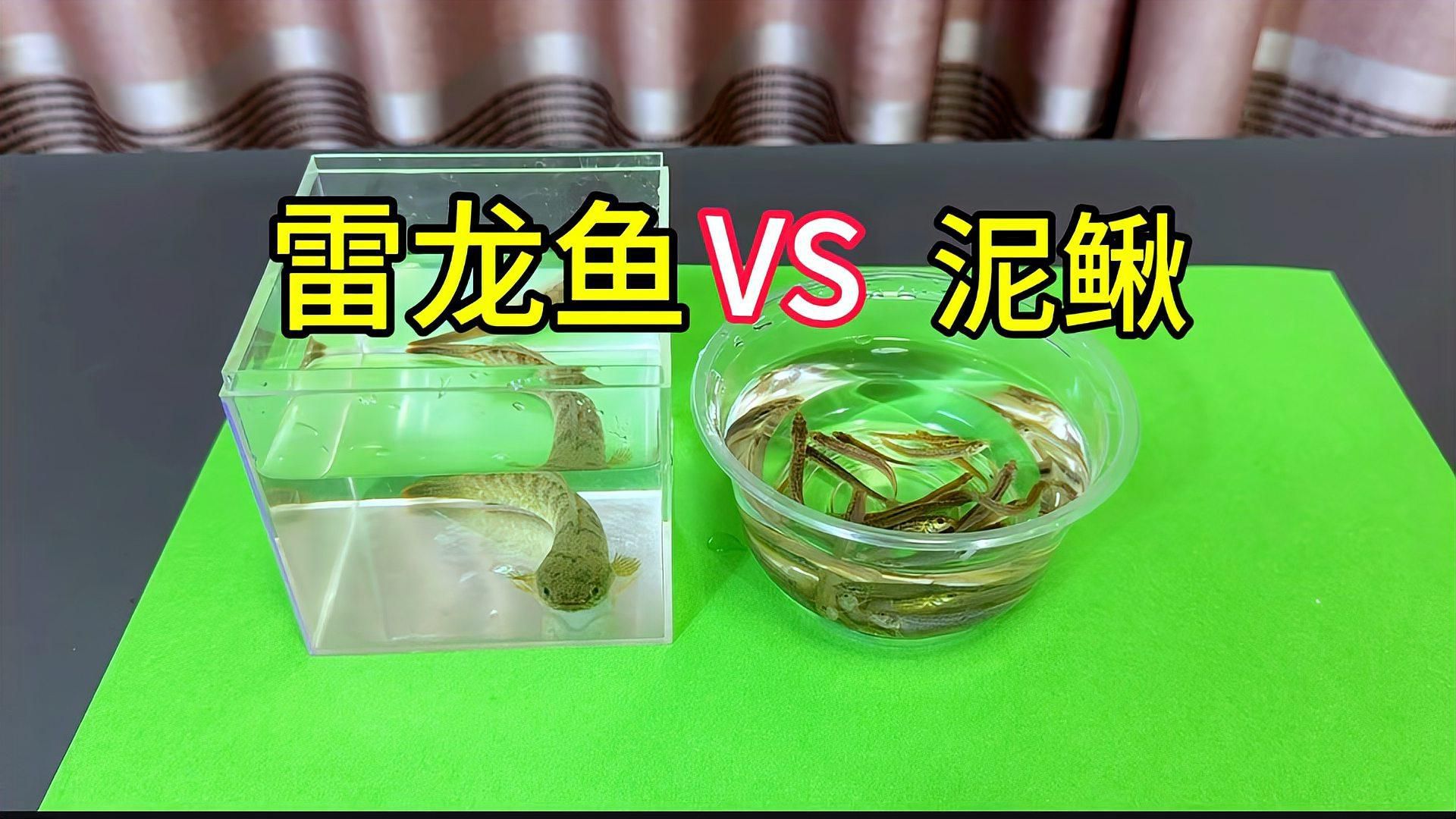 活泥鰍喂食龍魚有哪些注意事項？