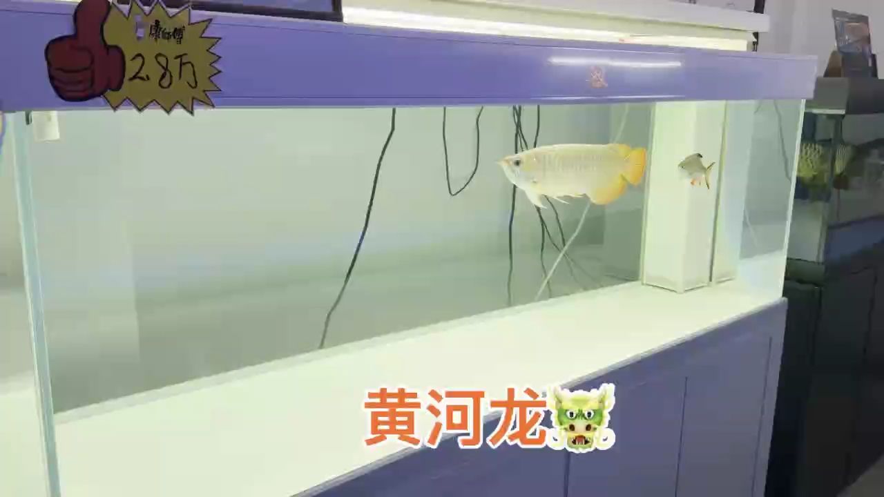 超級(jí)硬骨大扇尾，鈍頭，大骨骼體型，狀態(tài)杠