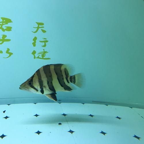?；愋突Ⅳ~是雜牌子嗎 福虎異型虎魚是雜牌子嗎 觀賞魚百科 第5張
