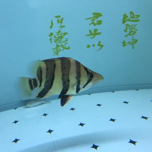 ?；愋突Ⅳ~是雜牌子嗎 福虎異型虎魚是雜牌子嗎 觀賞魚百科 第6張