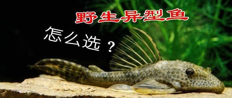 福虎異型虎魚是雜牌子嗎 福虎異型虎魚是雜牌子嗎 觀賞魚百科 第7張