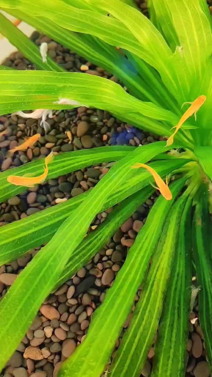 天使之翼，古法魚缸！