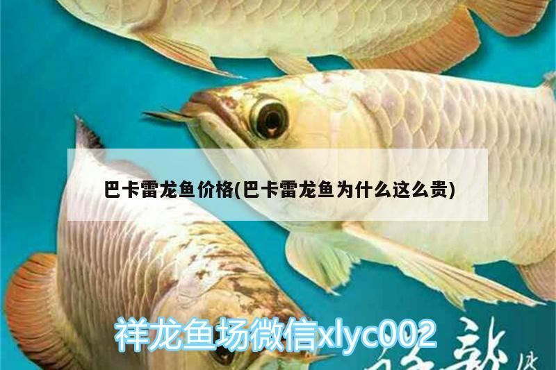 巴卡雷龍魚價格(巴卡雷龍魚為什么這么貴)