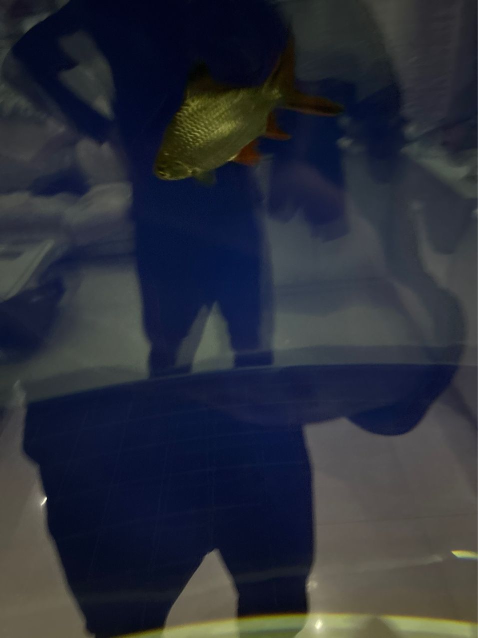 今天又加了兩條魚