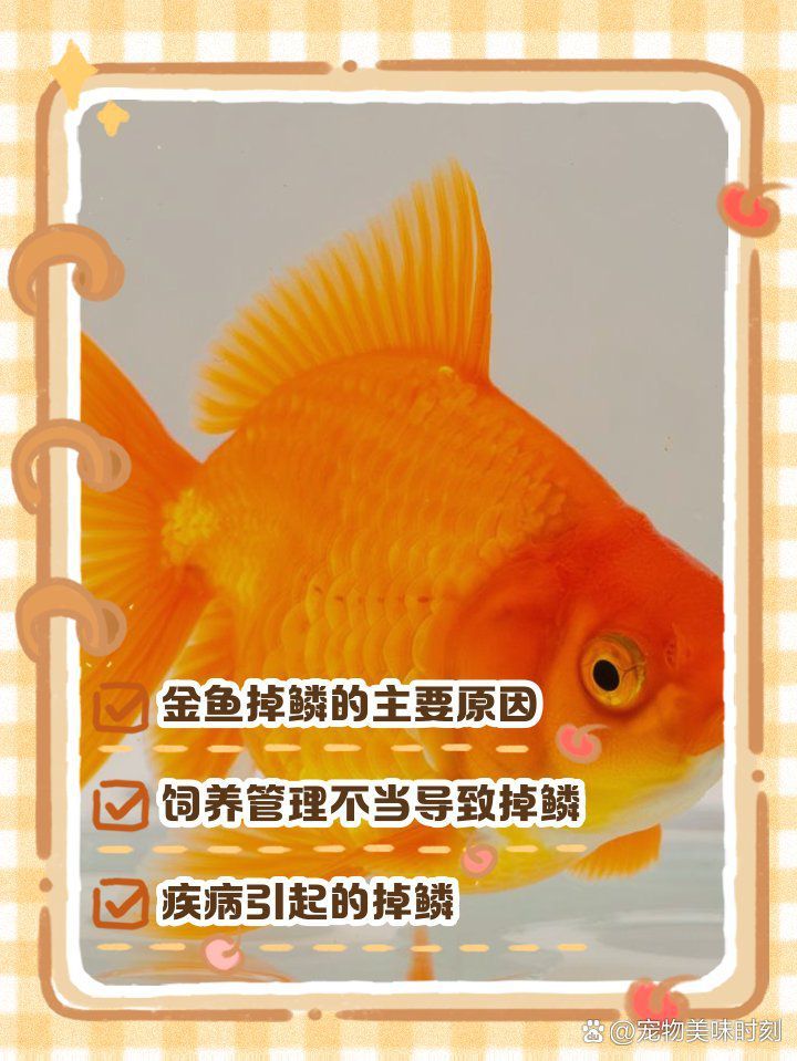 如何預防金魚魚鱗脫落？