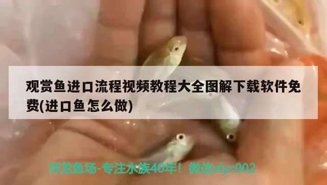 觀賞魚進口流程視頻教程大全圖解下載軟件免費(進口魚怎么做)