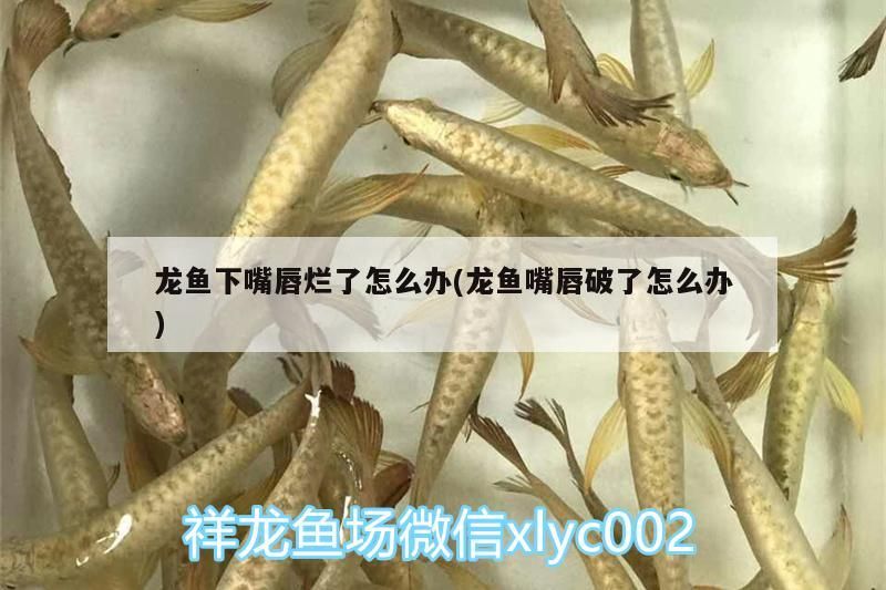 龍魚下嘴唇爛了怎么辦(龍魚嘴唇破了怎么辦)
