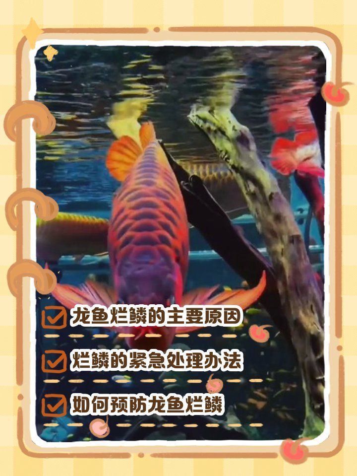 龍魚爛鱗后如何護理 龍魚爛鱗后如何護理 龍魚百科 第1張