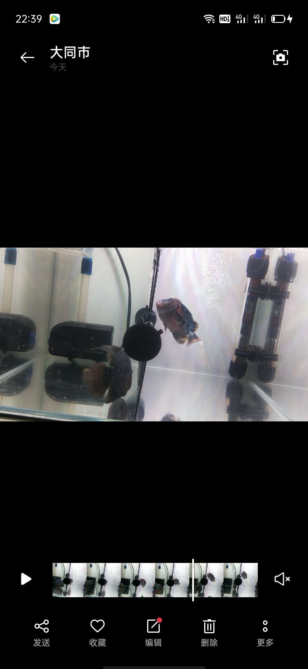 惠州賣觀賞魚的地方（惠州哪里有賣金魚和金魚缸） 惠州賣觀賞魚的地方（惠州哪里有賣金魚和金魚缸） 觀賞魚百科