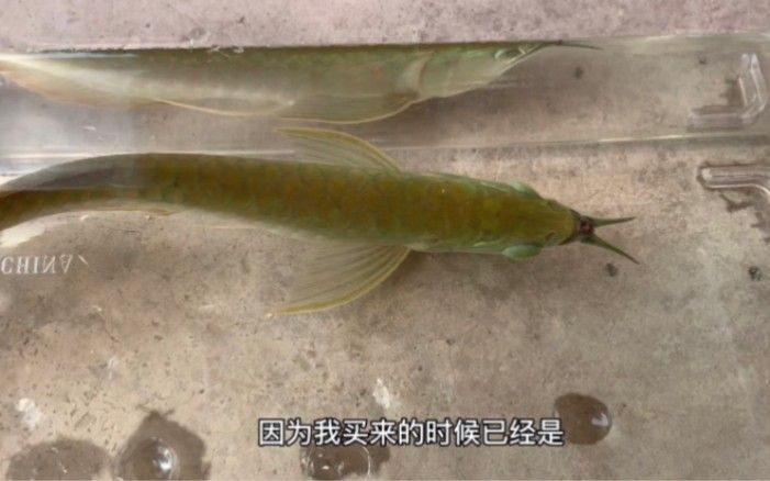 龍魚嘴巴撞爛了怎么辦視頻講解