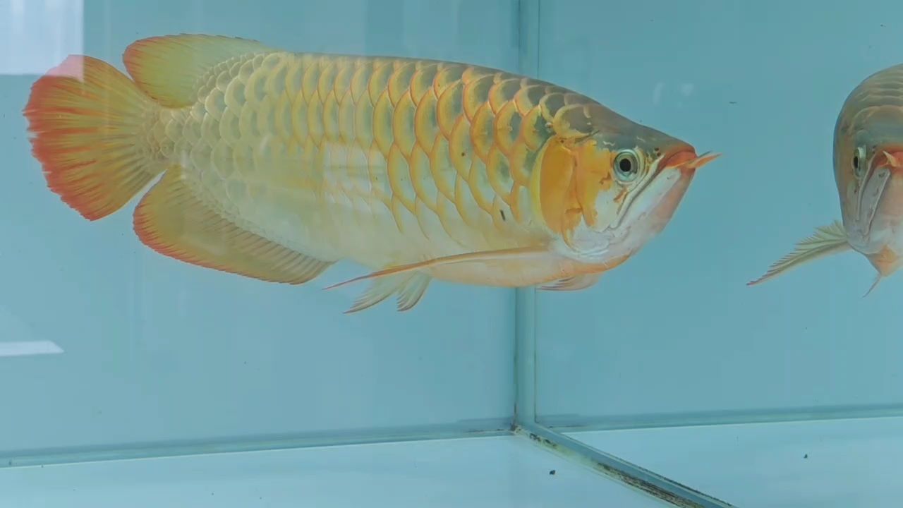 將近兩百天的白缸洗禮和整體放大，更喜歡白環(huán)境下逐漸變紅的過程。