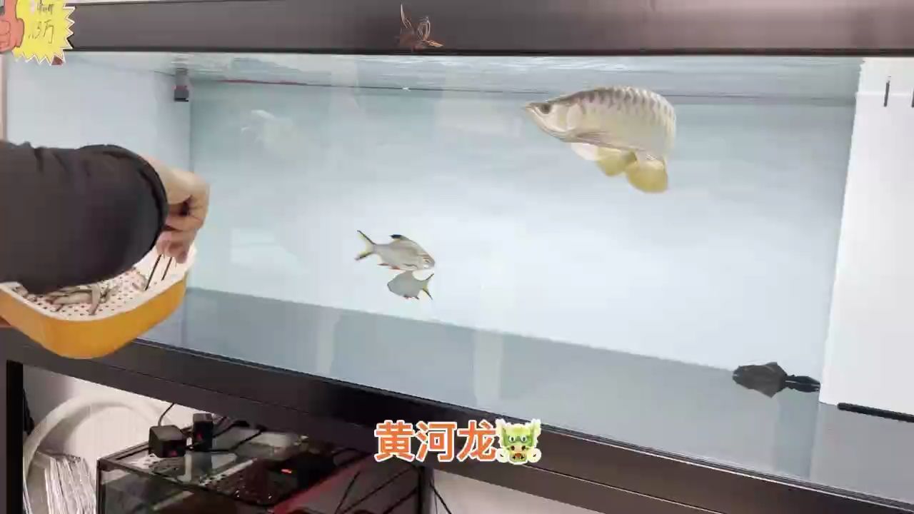 大胸鰭，硬骨扇尾，狀態杠杠滴！