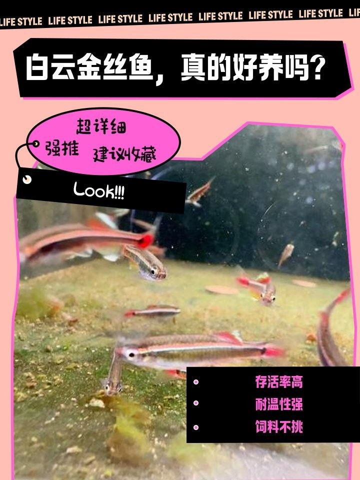 白云金絲魚好養么