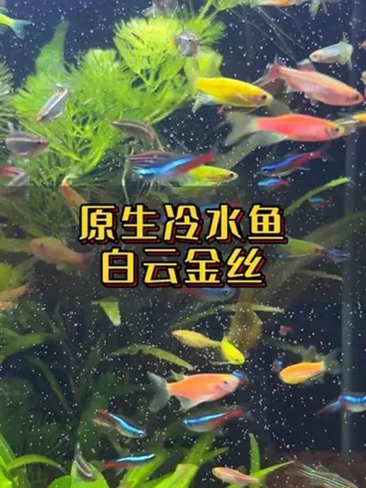 白云金絲魚好養么