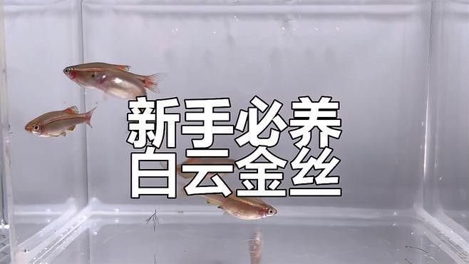 白云金絲魚好養么