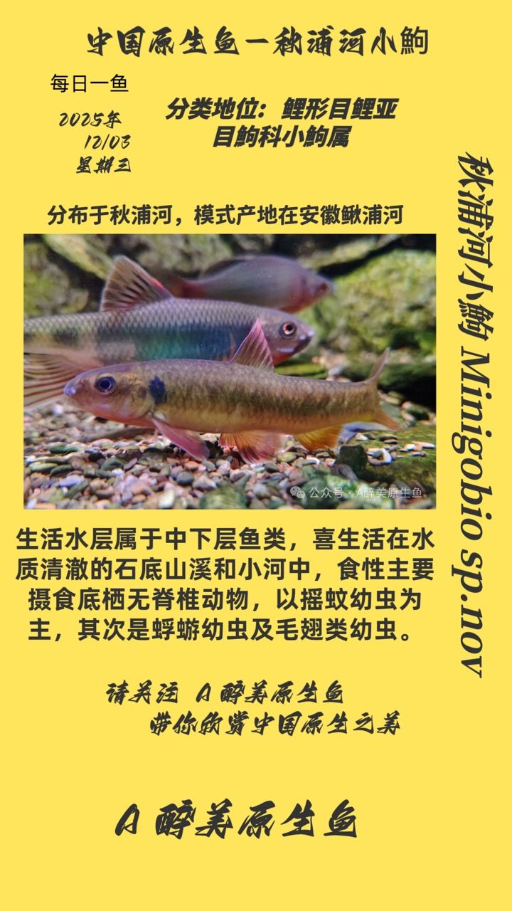 秋浦河小鮈