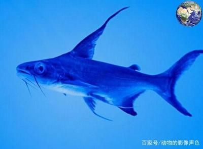 紅龍魚好還是金龍魚好養（如何為紅龍魚和金龍魚選擇適合的顏色和紋理的裝飾品？）