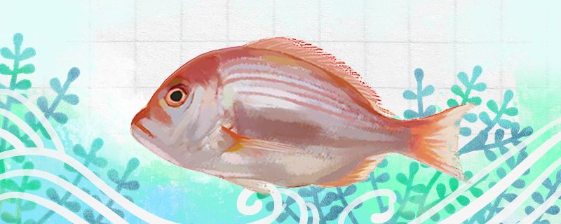 鯛魚(yú)和龍利魚(yú)一樣嗎有什么區(qū)別