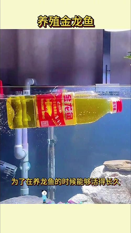 郁南金龍魚