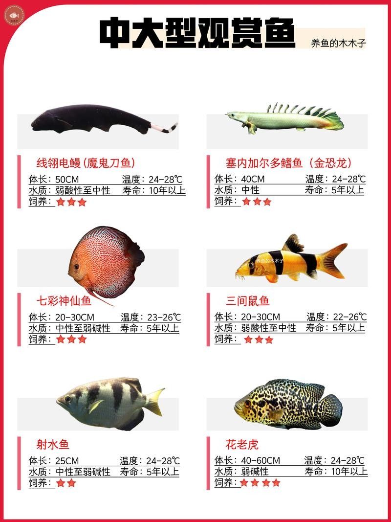 懷安龍魚價格2023最新價格