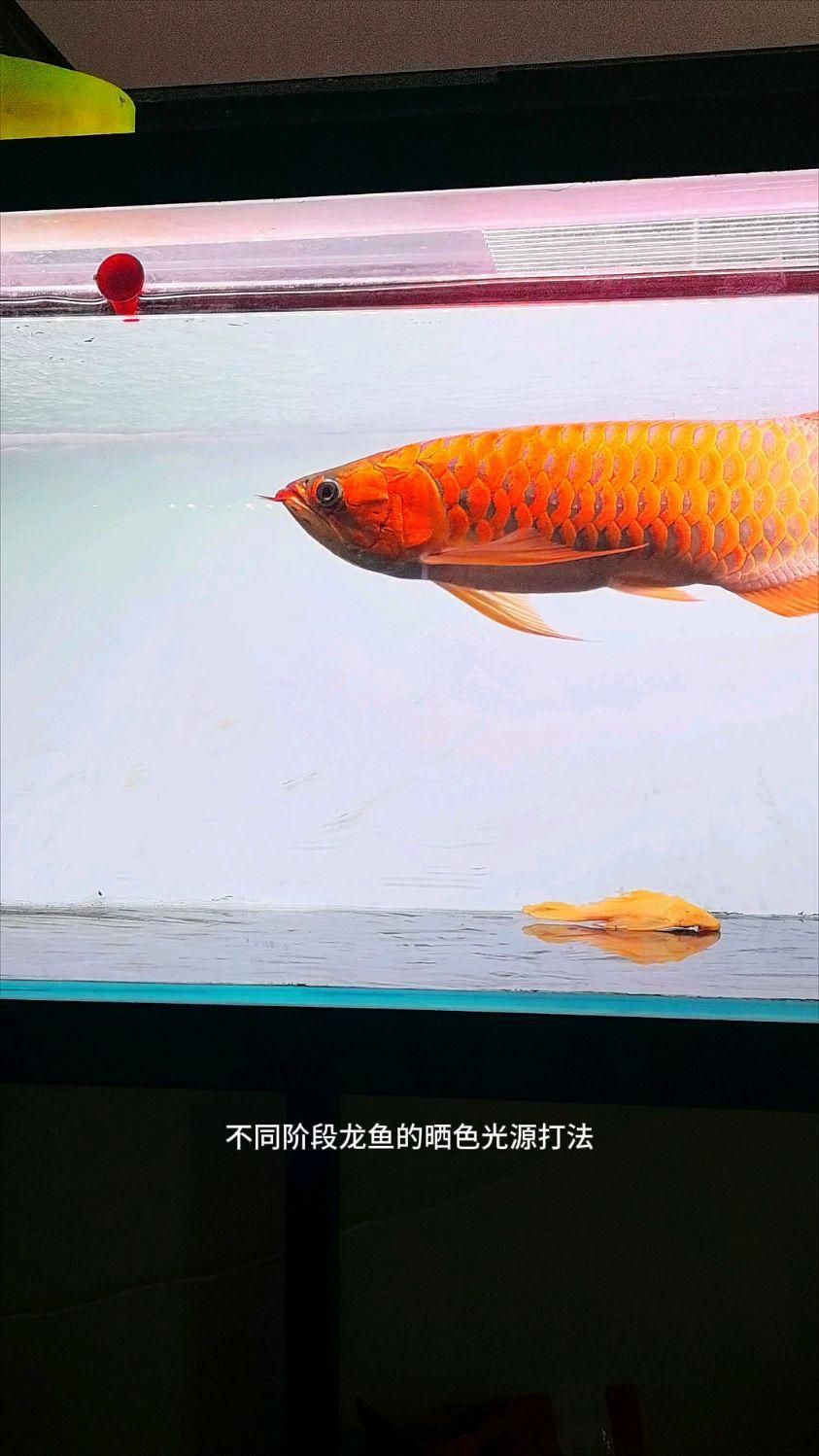 如何優化龍魚的發色環境？