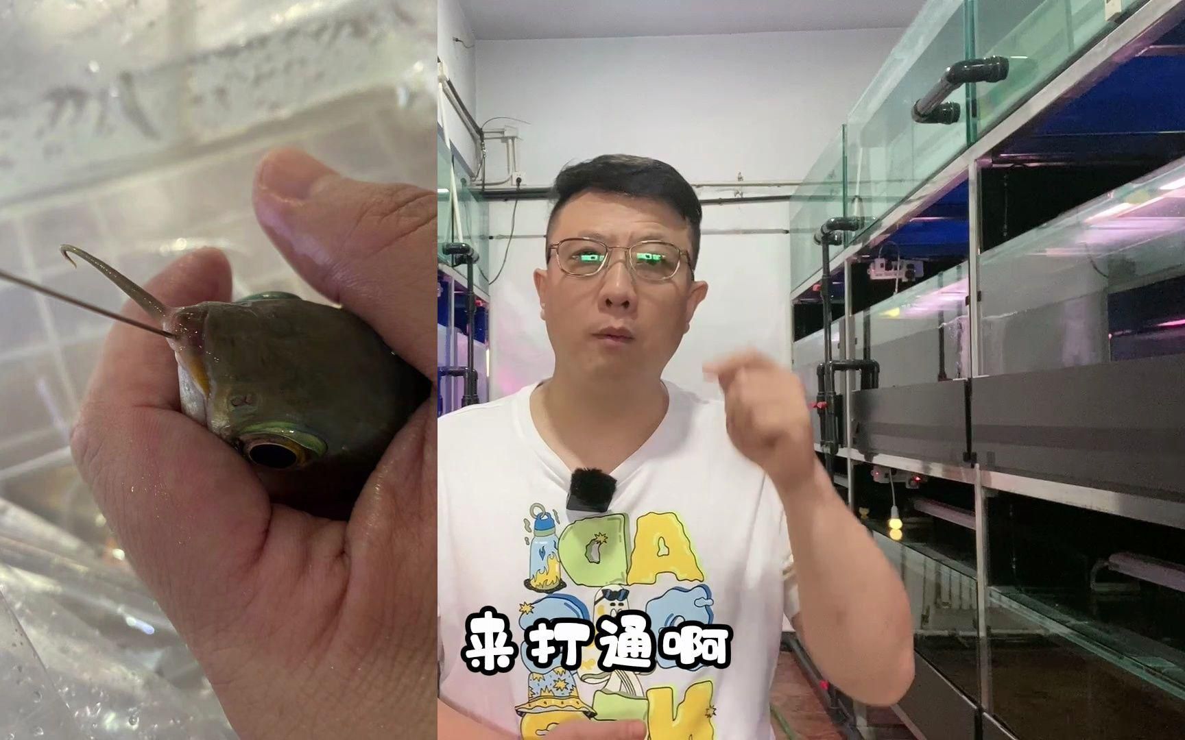 龍魚胡子斷了后如何護理？