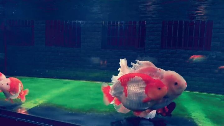 重回“蘭壽”之路[ciya]