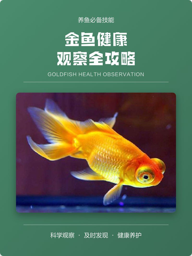 如何判斷金魚幼苗是否健康？
